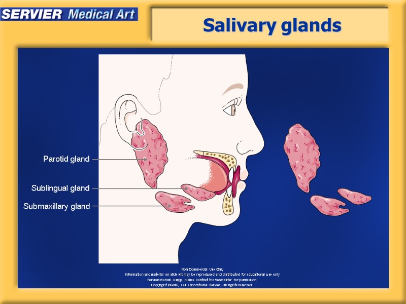 Salivary glands Parotid gland Sublingual gland Submaxillary gland